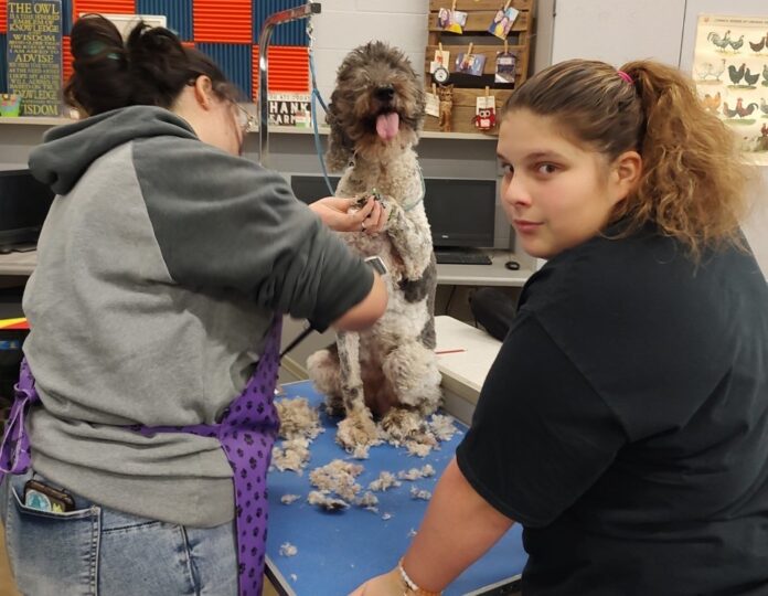 Student-run business: Students at Blackman High School in Rutherford County Schools run a dog grooming service as part of a small-animal CTE program.